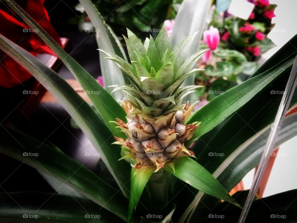 Pineapple Houseplant