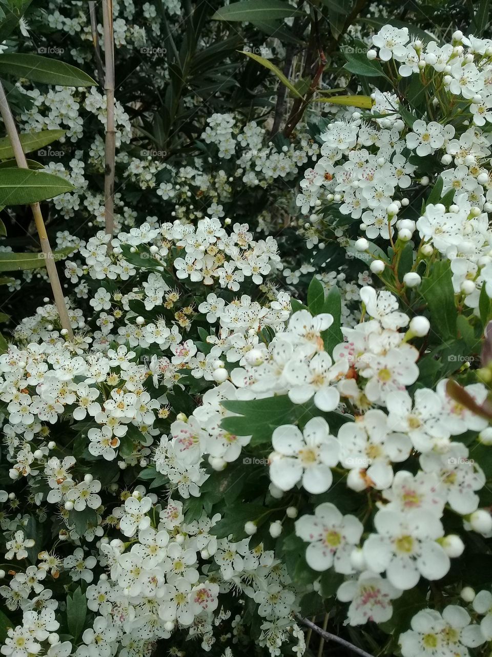 A Burst of Springtime Beauty: This image captures the beauty of springtime in full bloom,The delicate petals of the flowers are a stunning shade of white, and they are surrounded by lush green leaves.