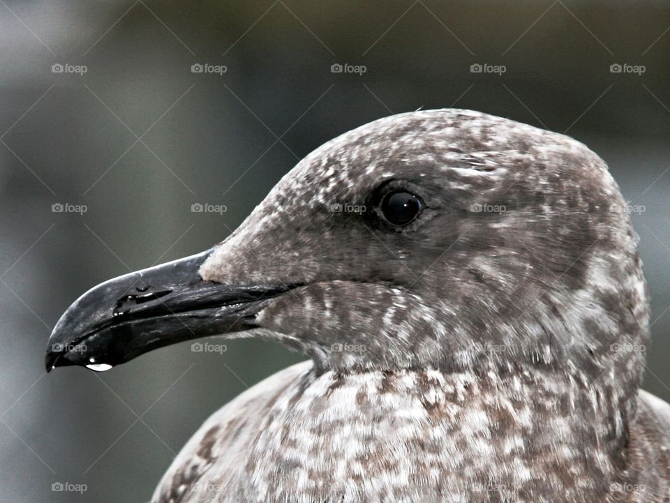 Gull Beak