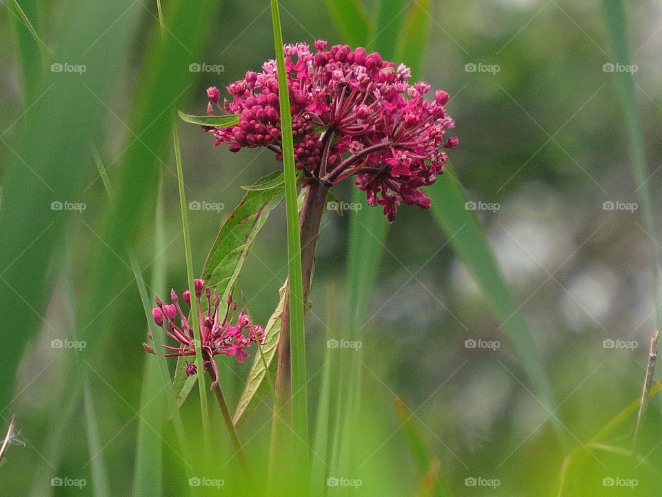 Wildflowers on lake edge