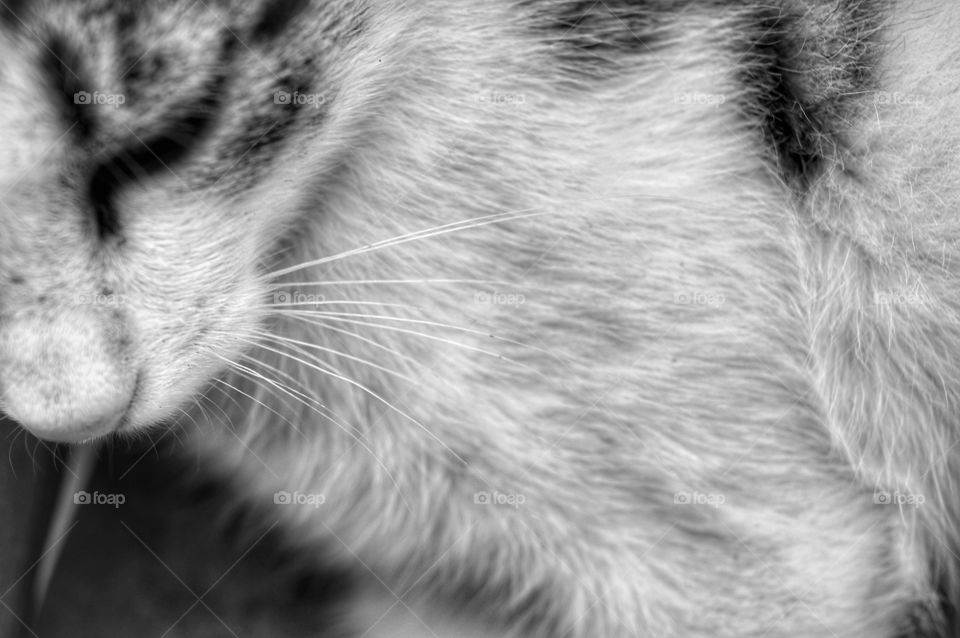 Cat, Fur, Animal, Eye, Pet