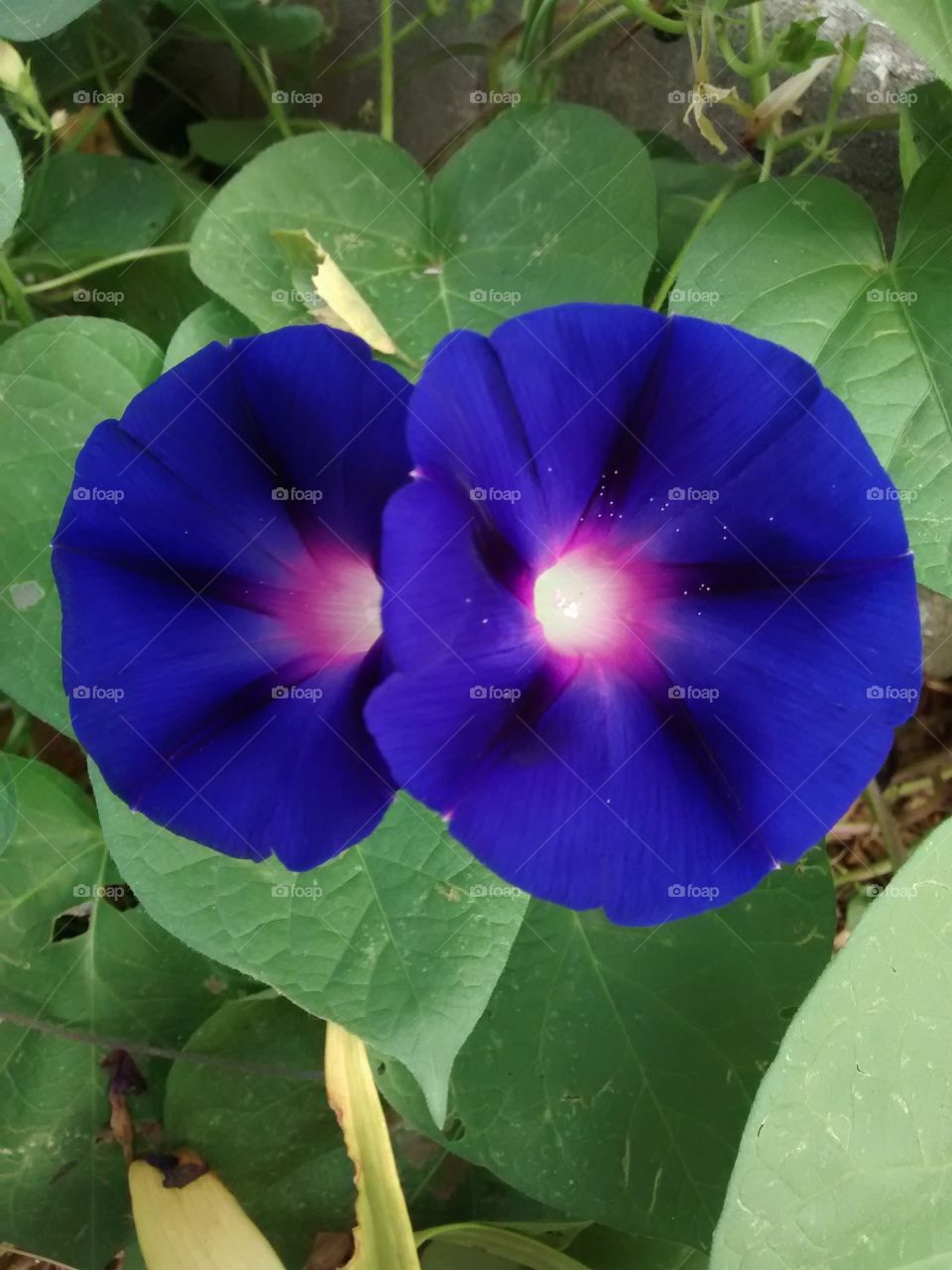 High angle view of blue bright flower