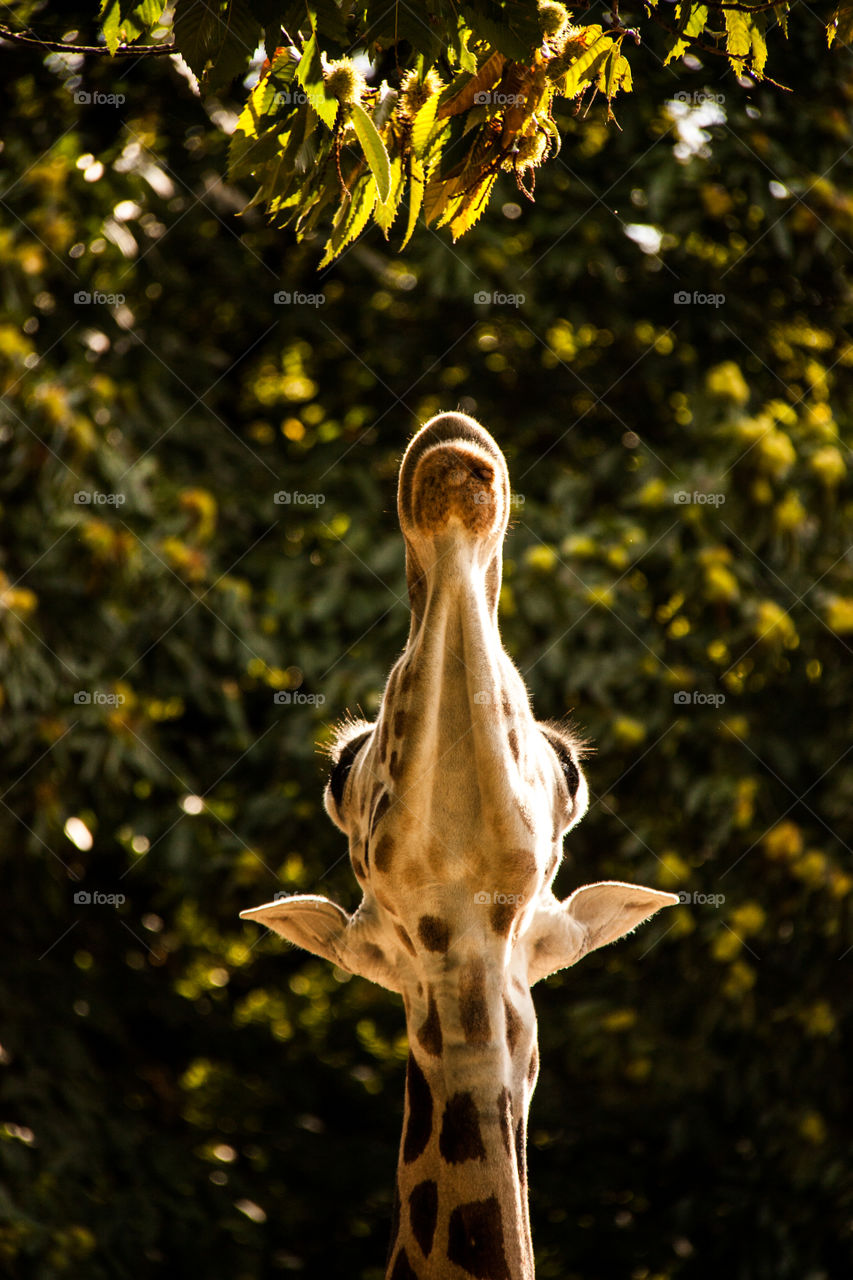 Giraffe