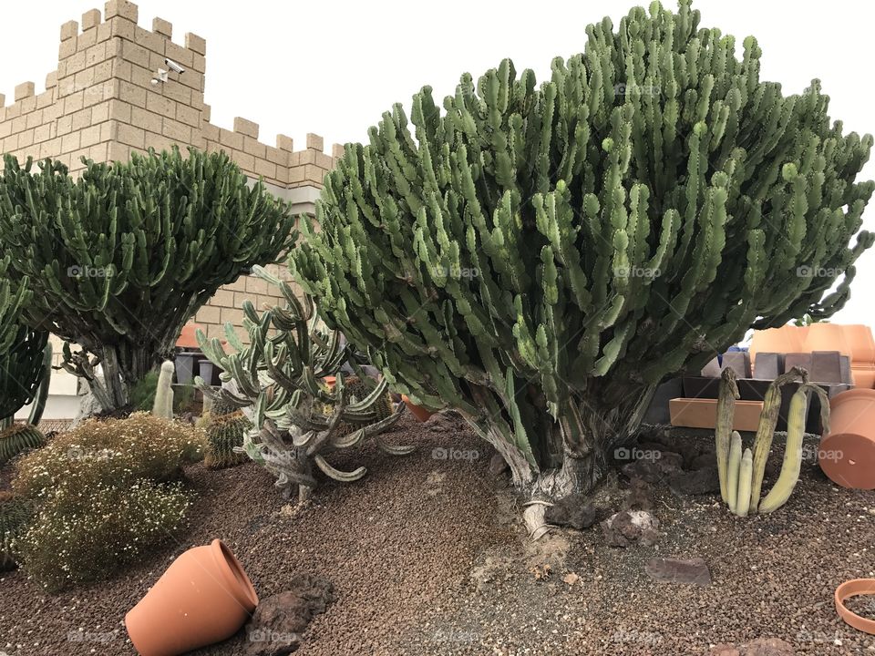 Cactus, Garden, No Person, Tree, Growth