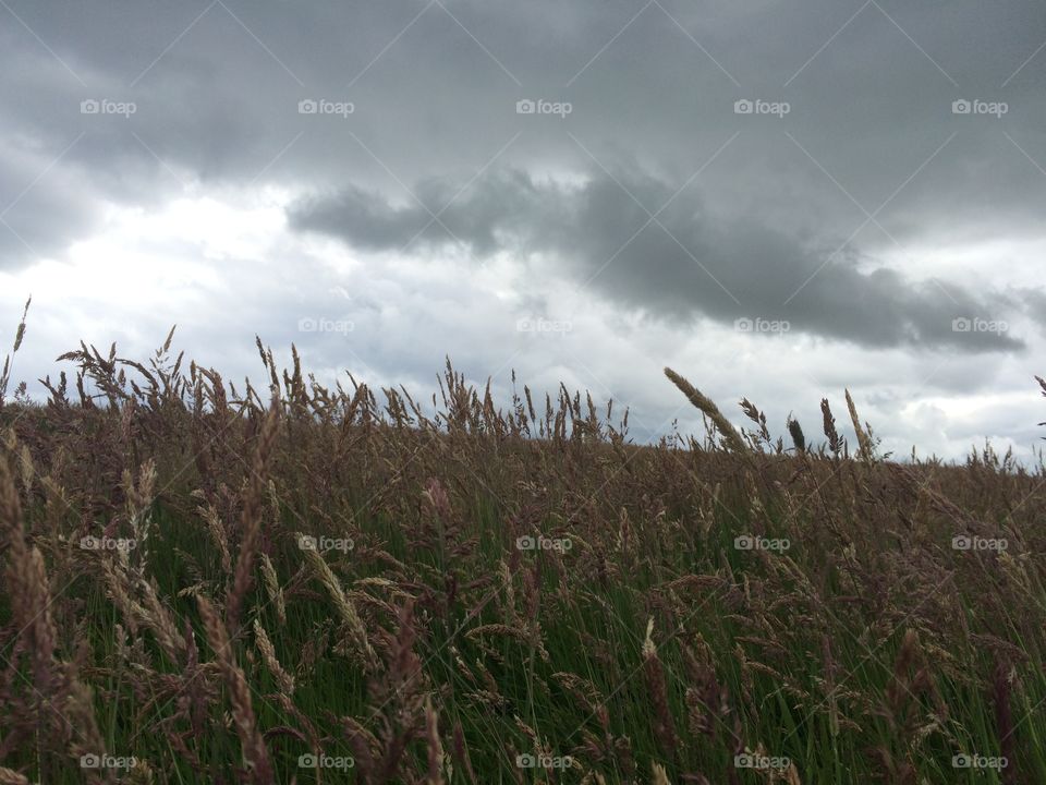 Landscape, Cereal, Sky, Wheat, No Person