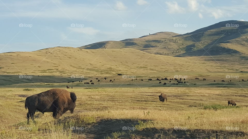 Bison Range in Moiese, MT