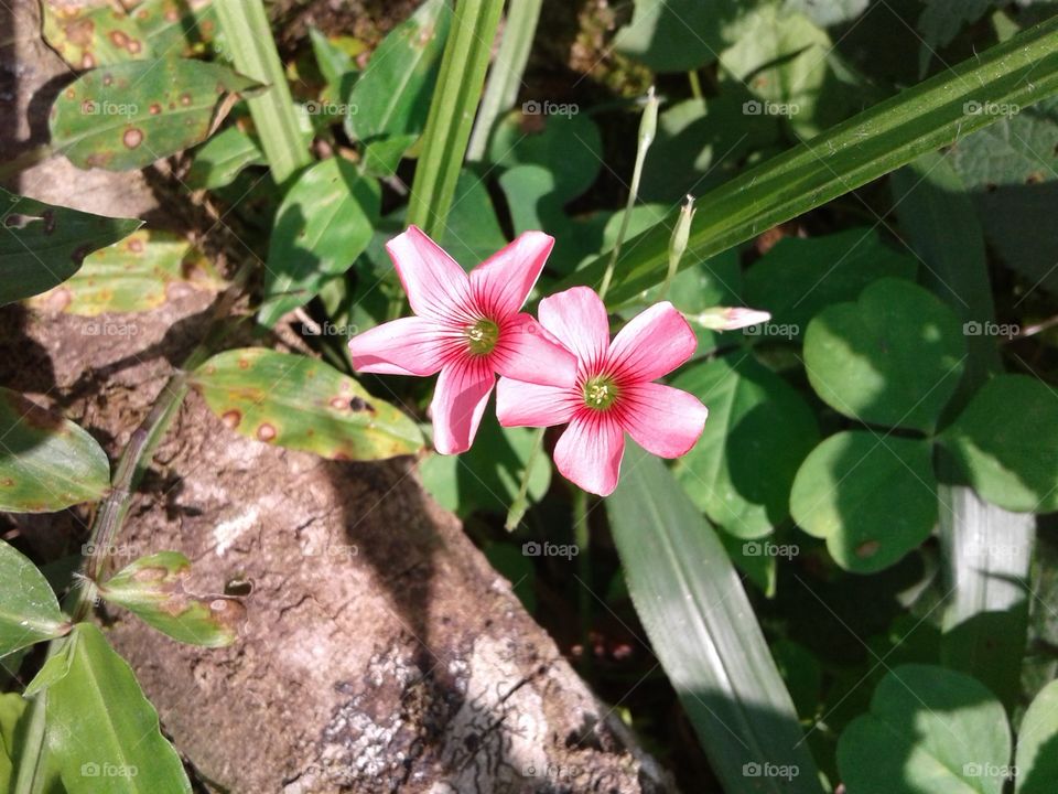 NATÜRLICHES LICHT TAGESLICHT SONNENLICHTS SONNENSCHEIN BLUME