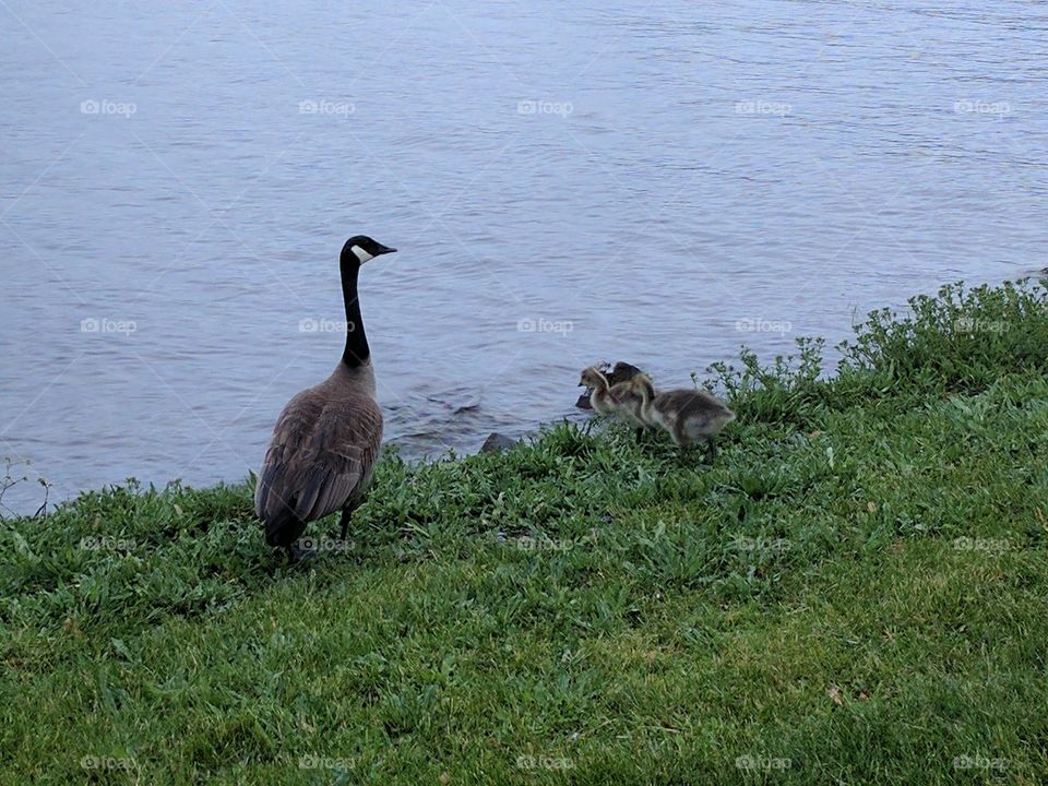 goose and babies at the sea