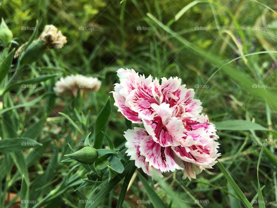 HD Natural flower attractive wallpapers good enough to distract you while jogging in the Morning dew.