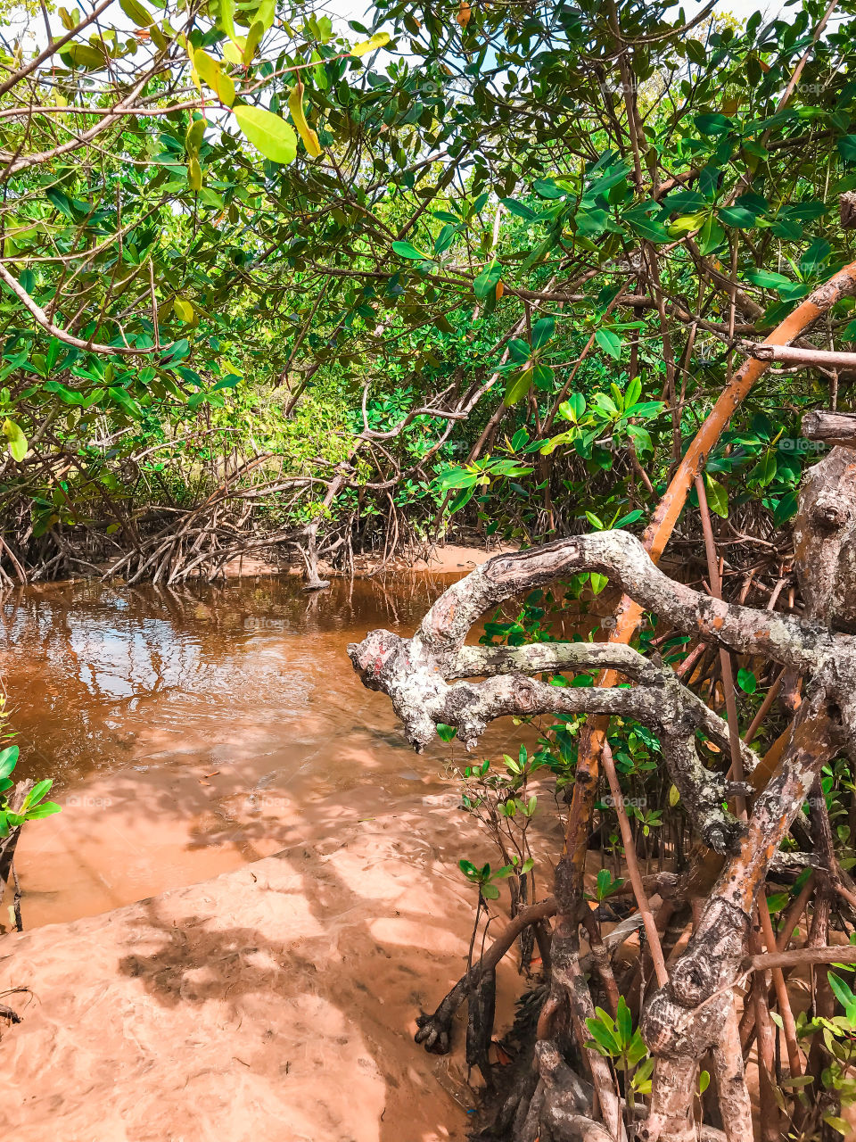 mangrove