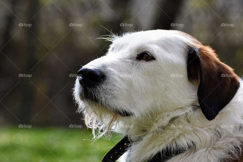 Cute dog relaxing in the spring sun 