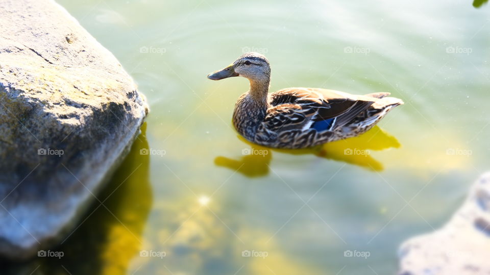 Female Mallard Duck in water.