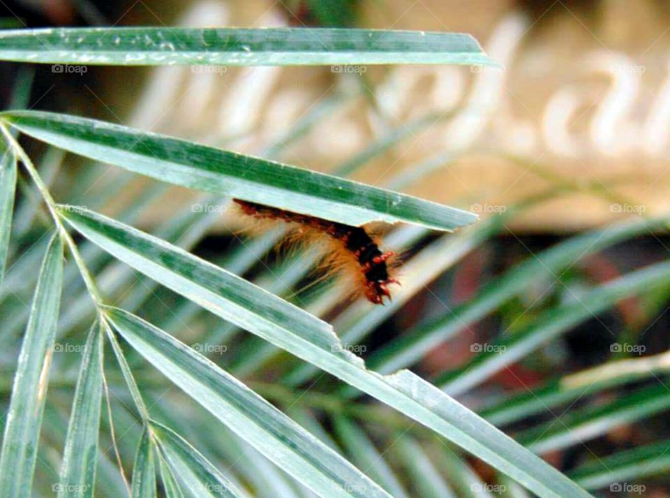 Bright and Poisonous