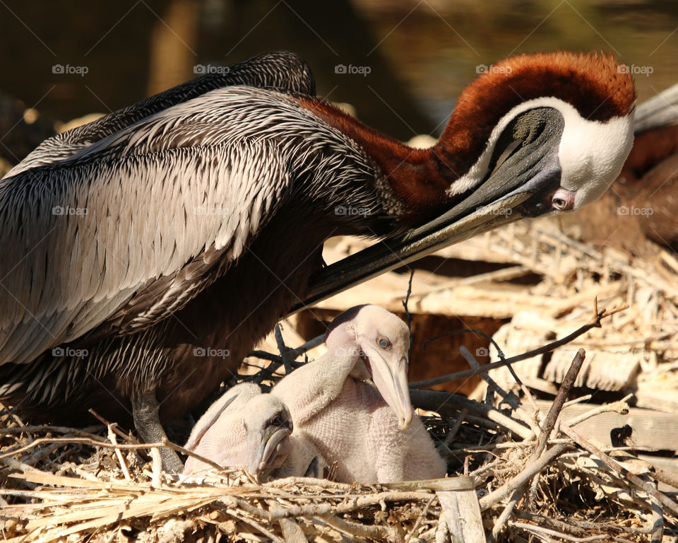 Mother caring for young
