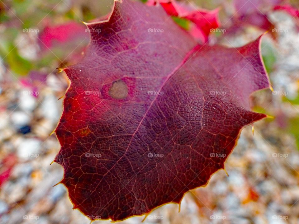 A purple leaf with a hint of red