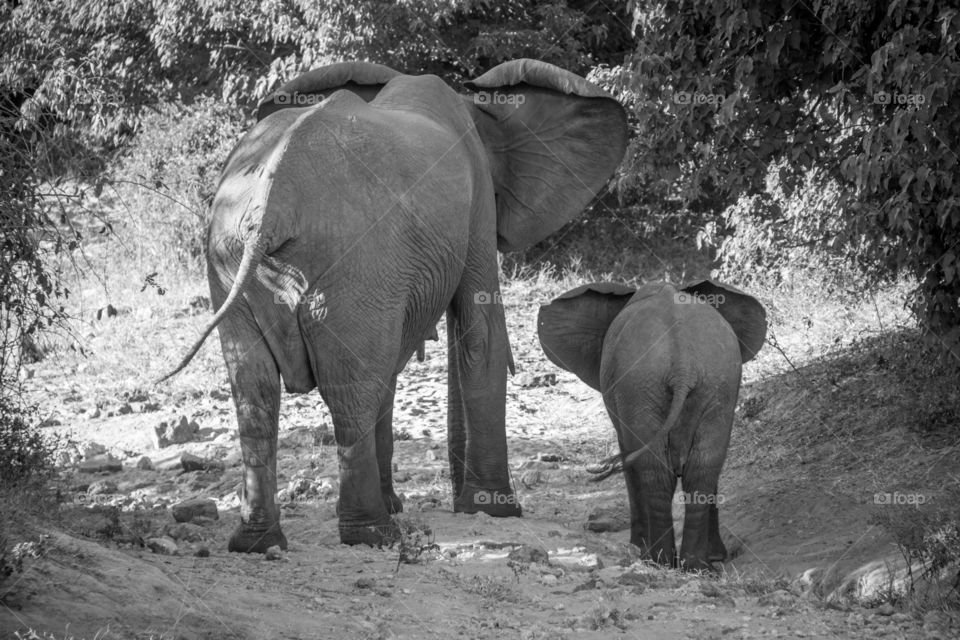 Mom and baby elephants