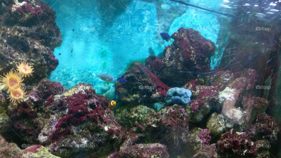aquarium