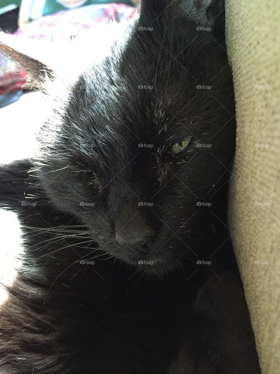 A Black Cat in the Sunshine 