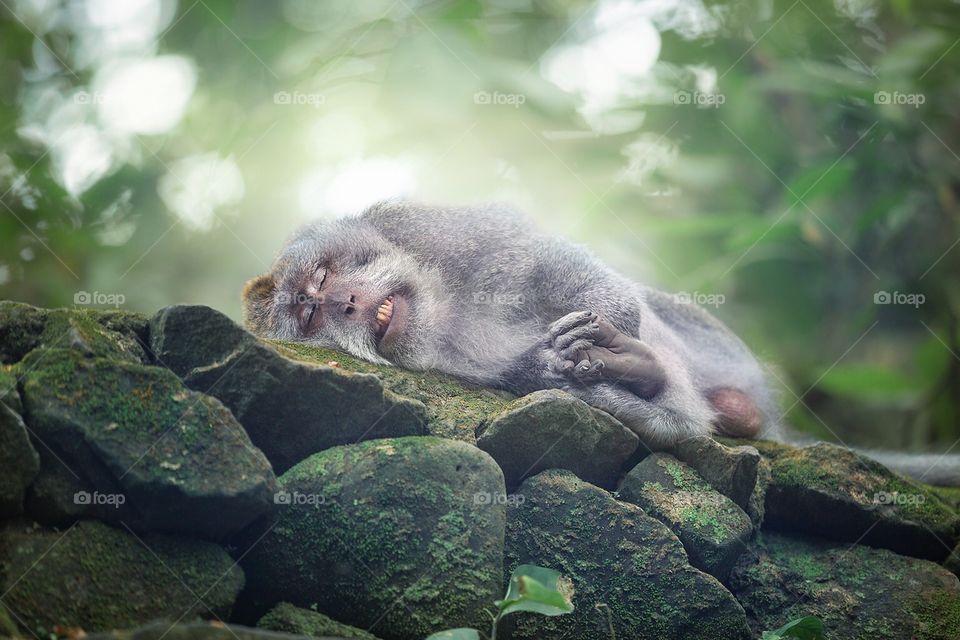 Cute macaque sleeping on stones