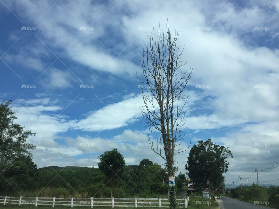 Sky and drytree