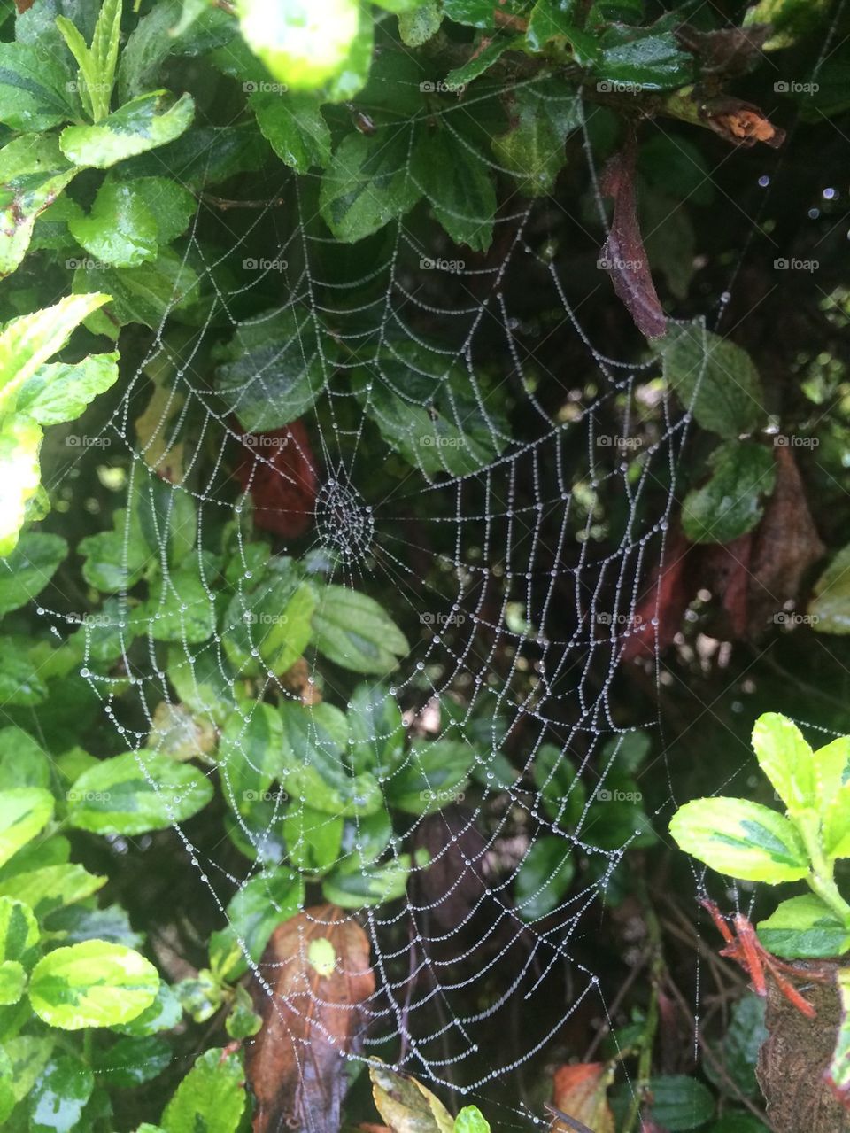 Web of morning