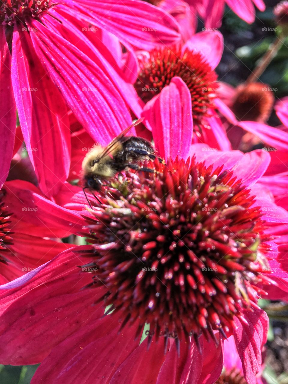 A busy bee working hard to collect nectars