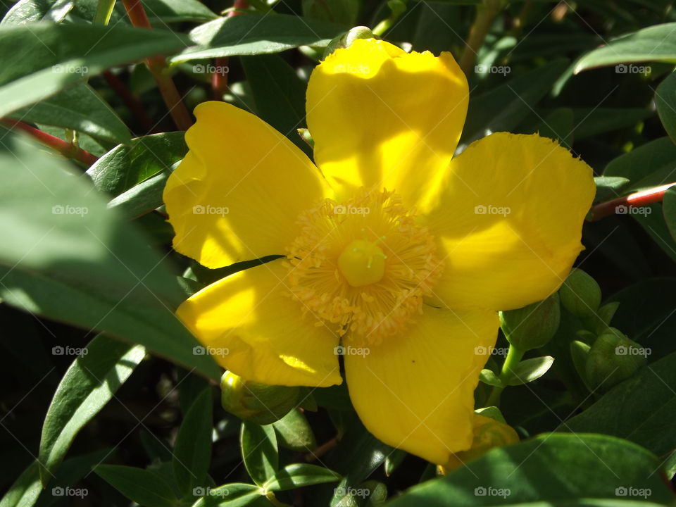 Rose Of Sharon