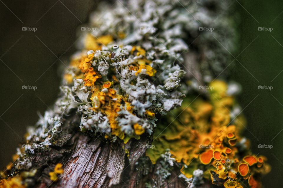 Moss on a branch