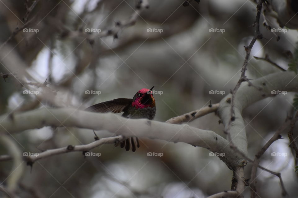 Plump red-headed hummingbird perched on a branch