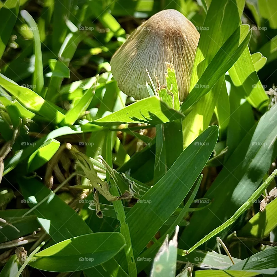 Mushrooms 