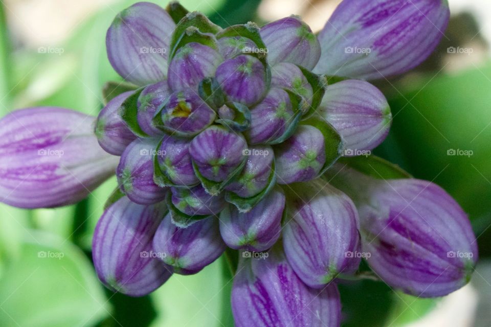 Closeup of Hosta plant flower buds