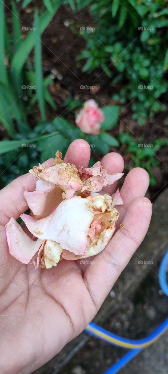 flores na mão sentimentos ajuntados