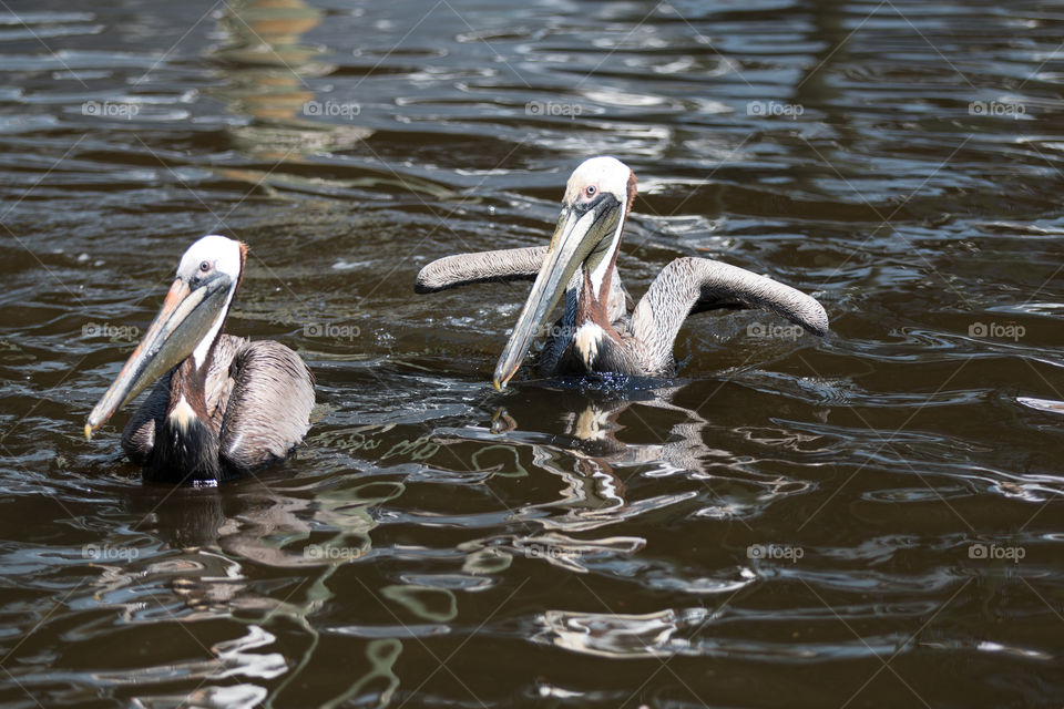 Bird, Water, Pelican, Wildlife, Nature