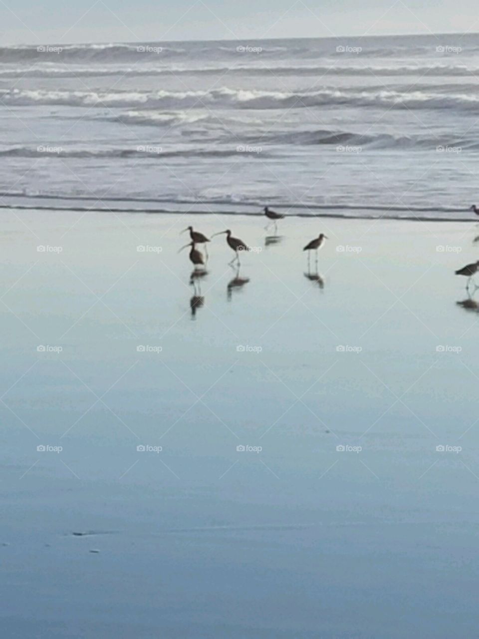 sea birds