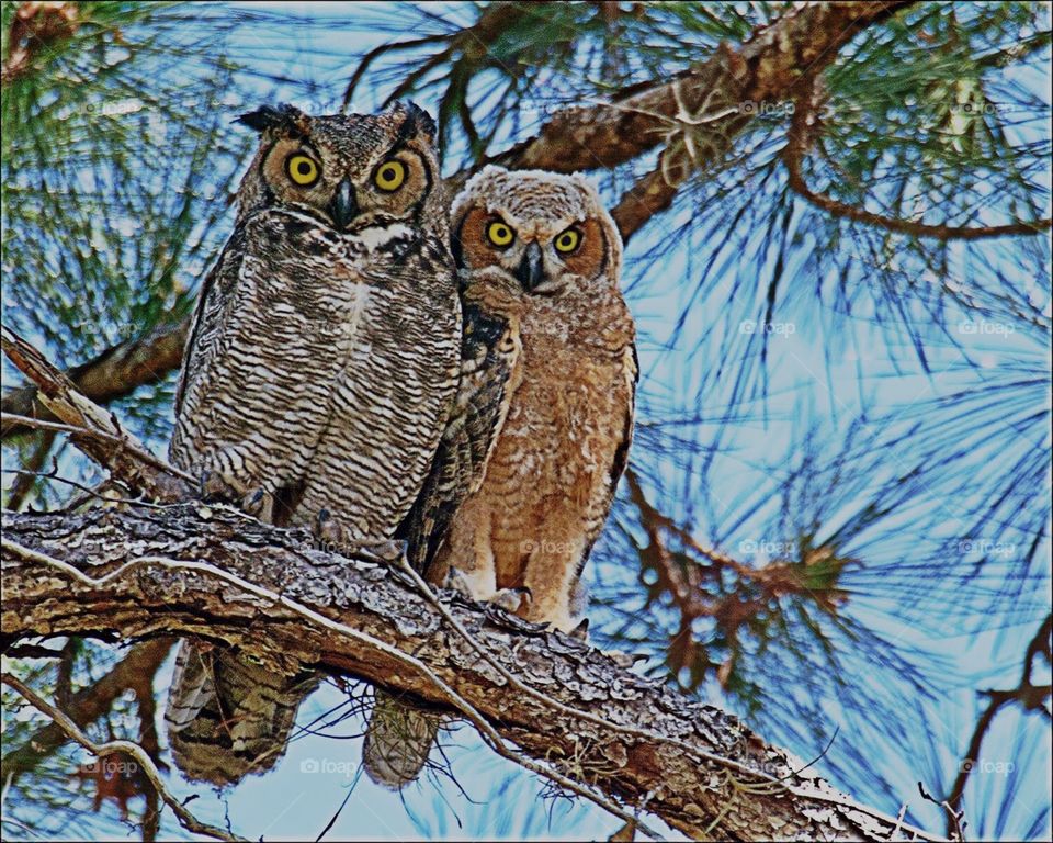 Great Horned Owl and Owlet in golden light.