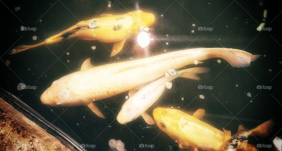 living BEAUTIFULLY & WONDERFULLY Made