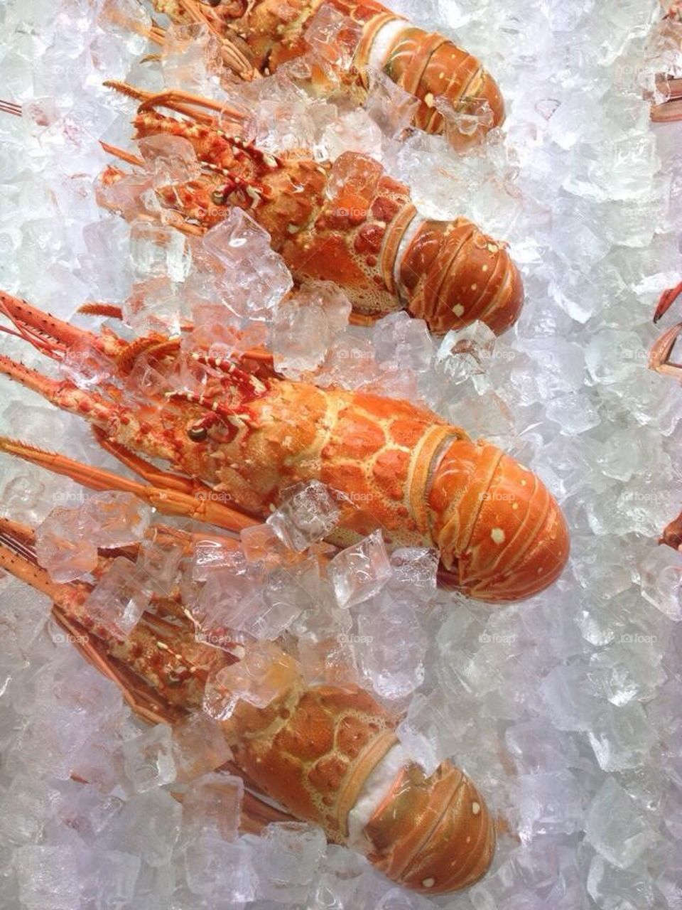 Lobsters on ice 