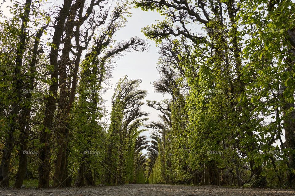 A tree tunnel in the park 