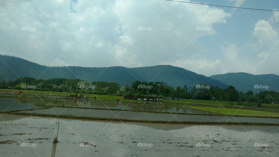 paddy field