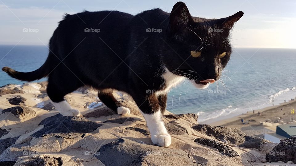 Black cat with yellow eyes licking his mouth , on the hunt by the sea - svart katt med gula ögon slickar sig om munnen , på jakt vid havet 