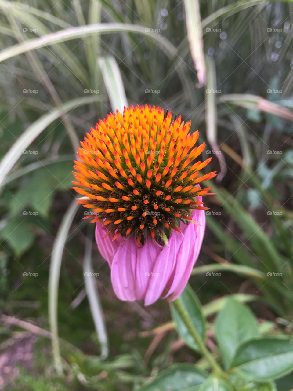 An interesting flower