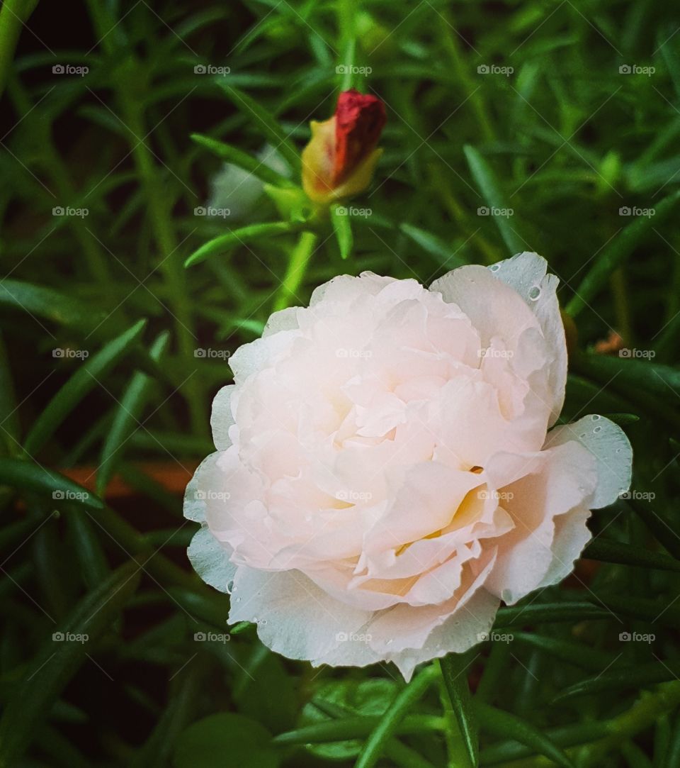 Portulaca grandiflora