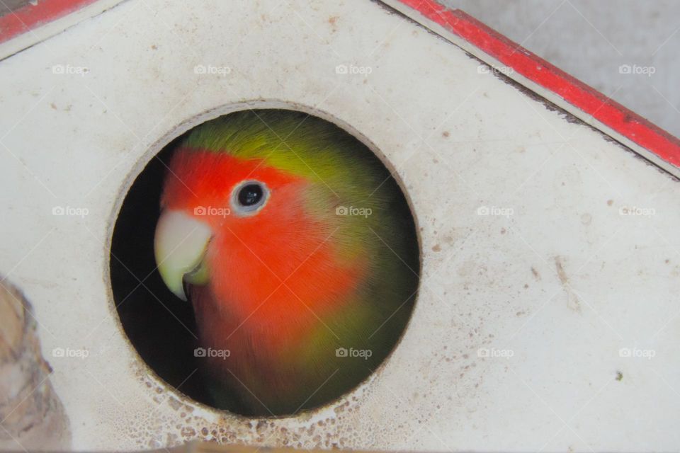 Agaporne peeking into the little house