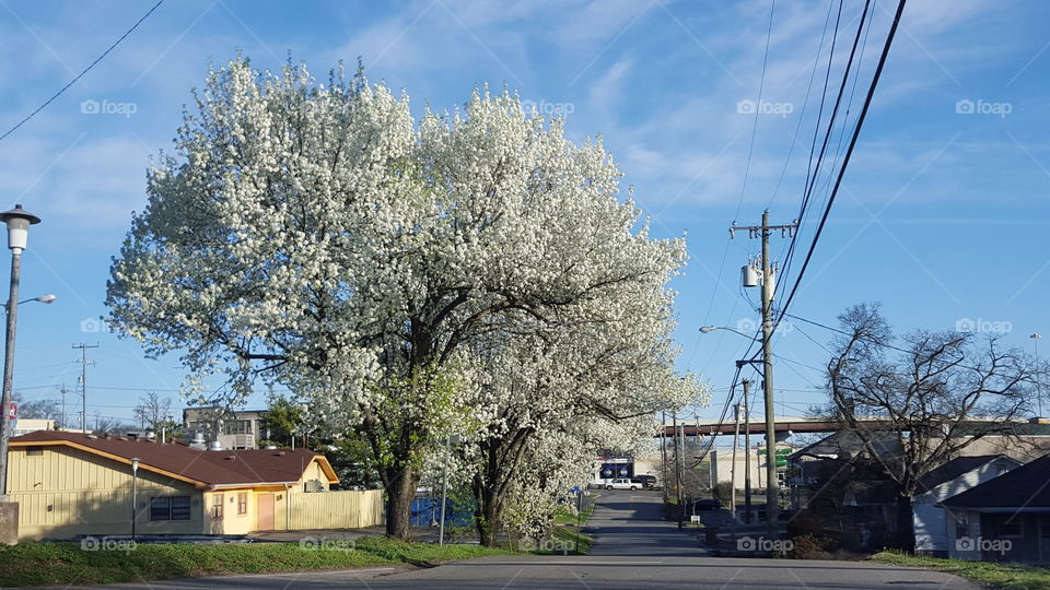 Pear Trees in bloom