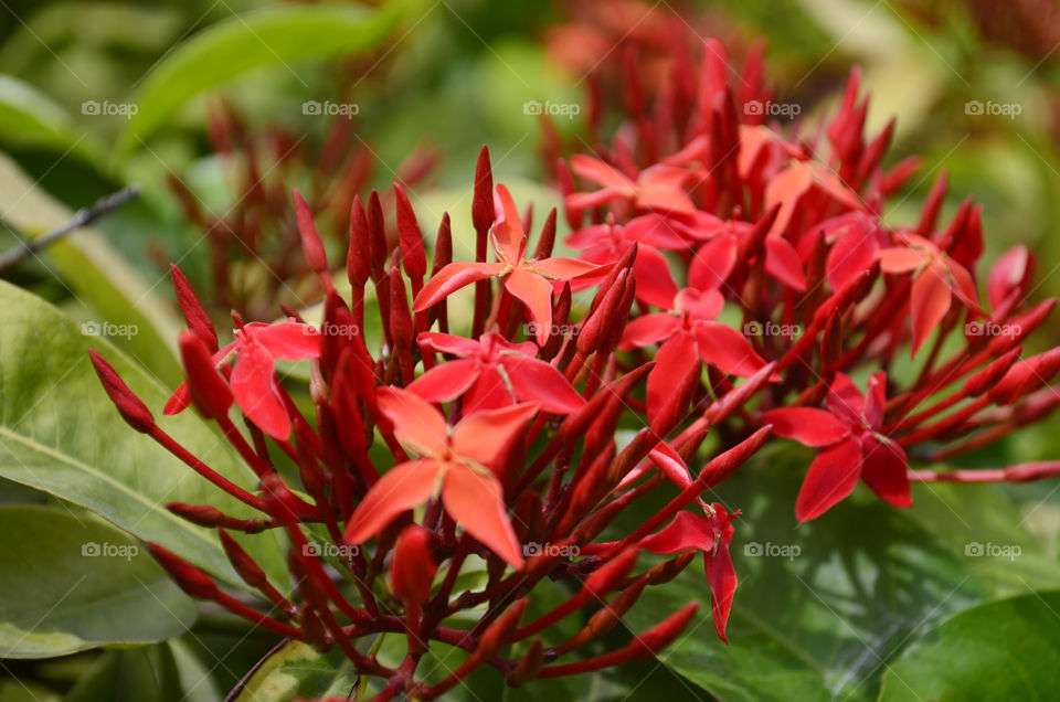 Nature, Leaf, Flower, Flora, No Person