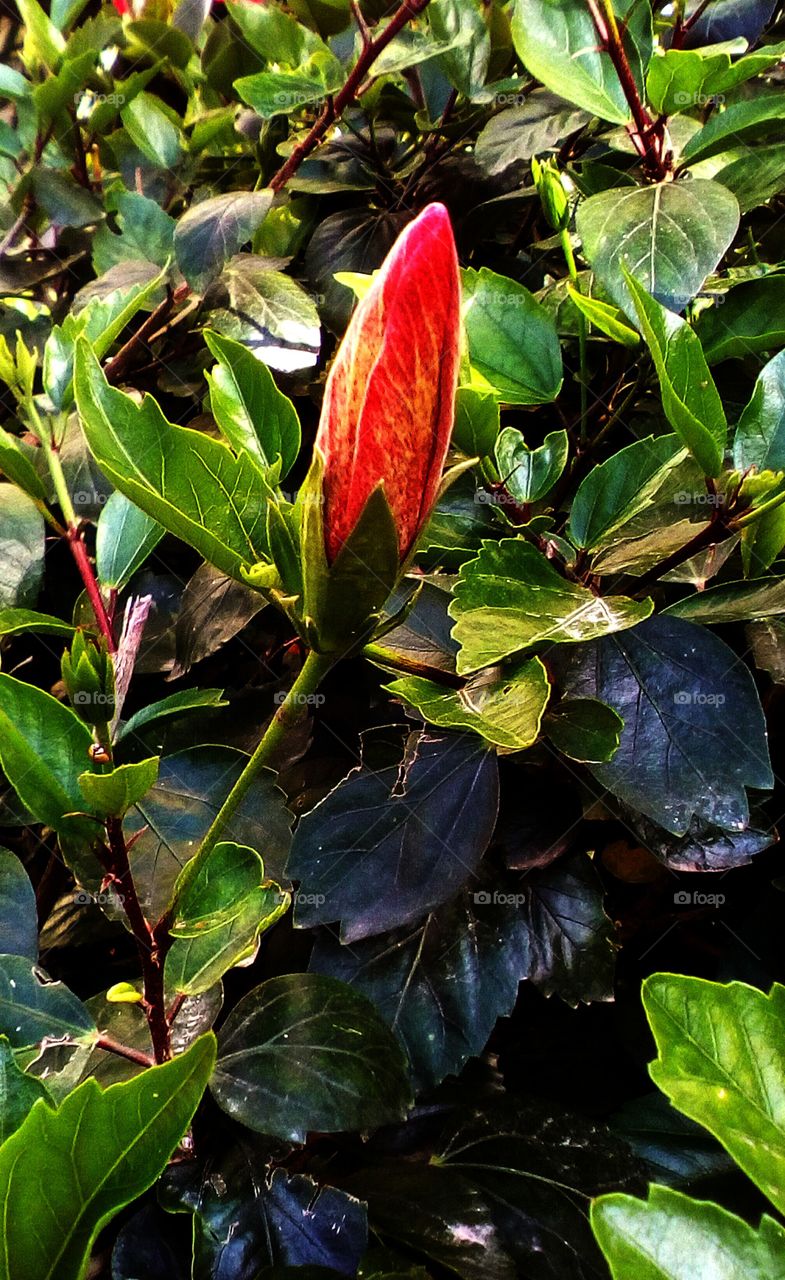 Beautiful wild bulb of rose with many 
branches and leaves around in nature 
in sunny day