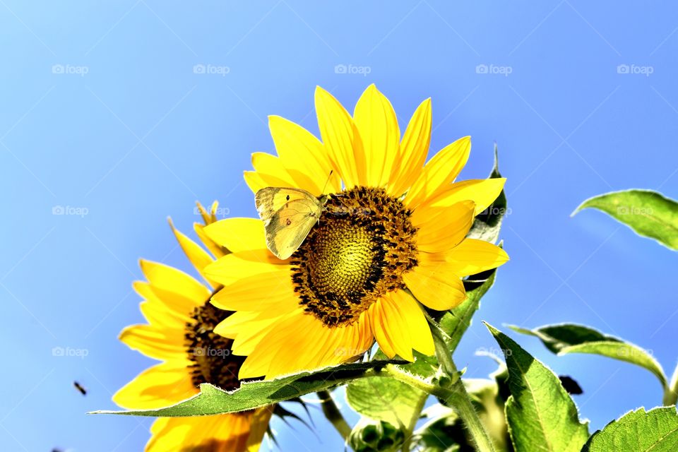 Sunflowers and a beautiful butterfly 