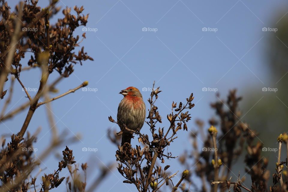 House finch perched on a tree