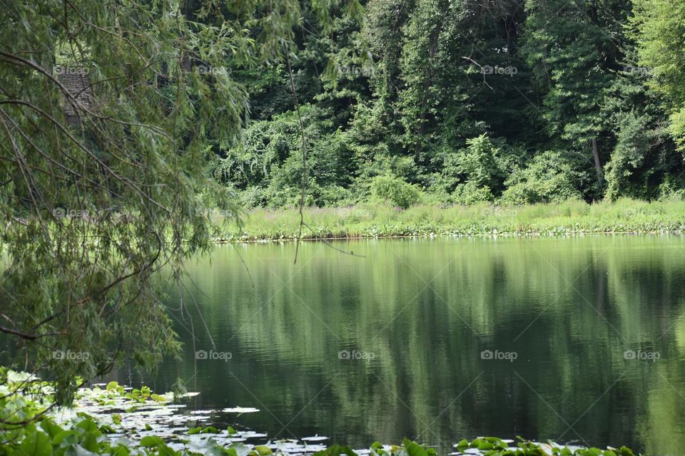 Forest reflecting on lake