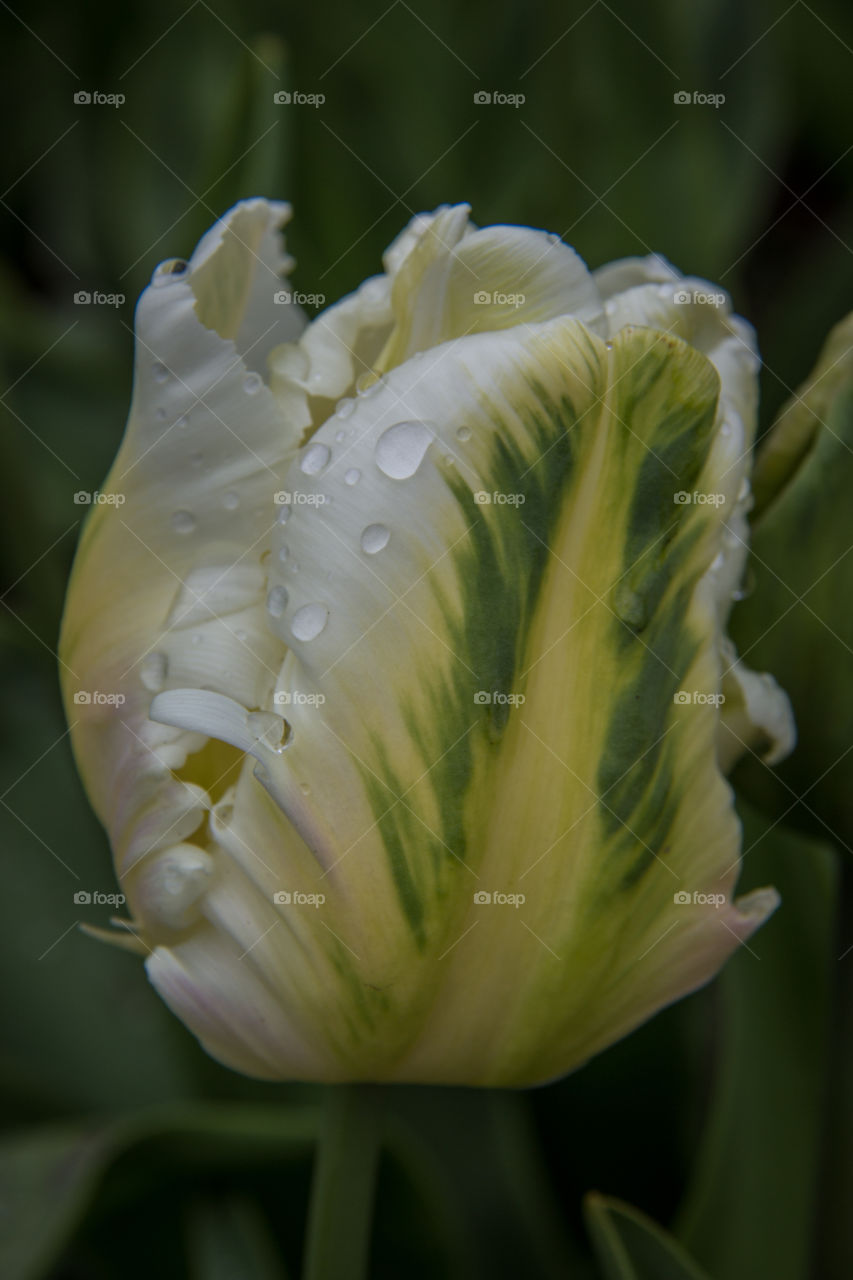 Tulips and water droplets 